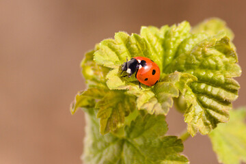 La b&ecirc;te &agrave; bon dieu