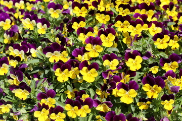 Beautiful pansies have blossomed in the garden.	