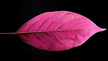 stunning pink leaf on black background isolated for natural plant texture and design inspiration