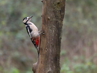 Great-spotted woodpecker, Dendrocopos major