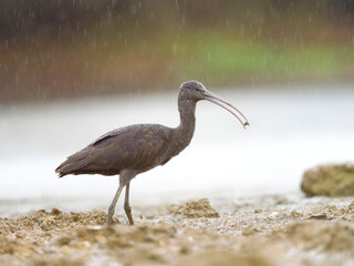 Glossy ibis, Plegadis falcinellus