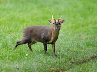 Muntjac, Cervus muntjak