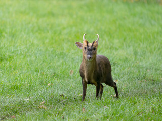 Muntjac, Cervus muntjak