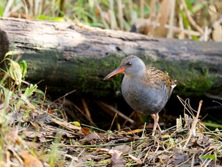 Water rail, Rallus aquaticus