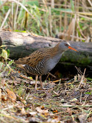 Water rail, Rallus aquaticus