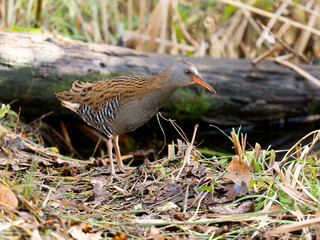 Water rail, Rallus aquaticus