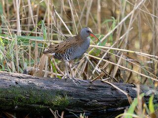Water rail, Rallus aquaticus