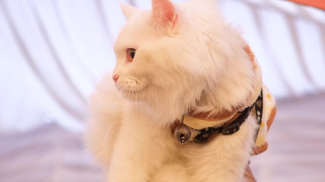 Charming white cat relaxing. closeup of White cat. Cute cat looking around. Cats and kittens portrait.