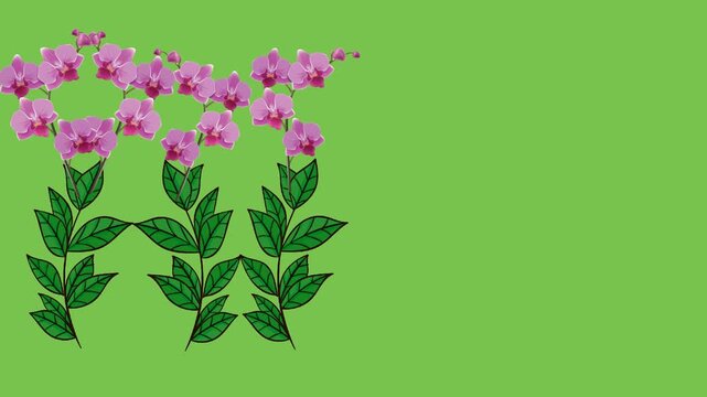 draw series of various pink flower in straight line decorate with green leaf on green screen background
