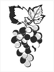 A bunch of grapes on a branch.  Pattern. Image on white and colored background.