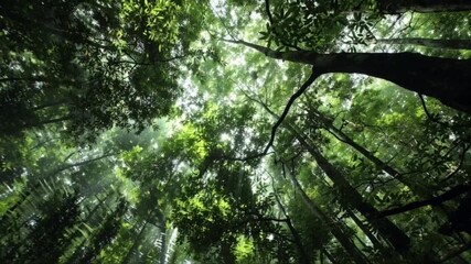 Looking up through the majestic green canopy of a vibrant tropical forest, with bright sunlight filtering beautifully through the lush leaves, creating a serene and natural breathtaking scene