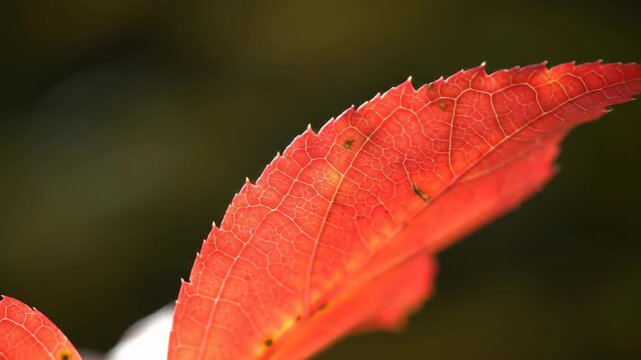 Close-up of a red leaf showing veins, autumn color, and natural texture.