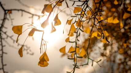 Cathedral of Strasbourg in fall in Strasbourg in France on november 22th 2025