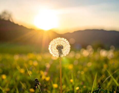 Close-up of dandelion seed head against a sunset and rolling hills