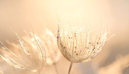 Obraz premium Close-up of dandelion seed heads, illuminated in soft sunlight