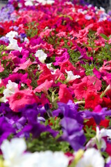 A beautiful, brightly blossomed petunia grows on a warm summer day.
