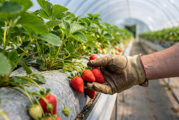 Hand in leather glove harvesting ripe red strawberries growing in raised beds inside commercial greenhouse
