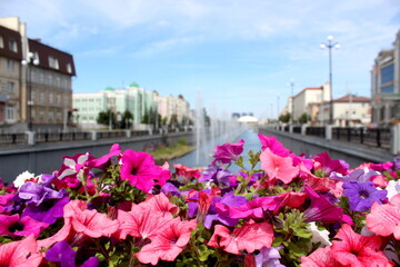 A beautiful, brightly blossomed petunia grows on a warm summer day.	