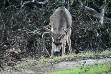 Gorgeous deer roaming the forest in fall