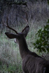 Gorgeous deer roaming the forest in fall