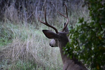 Gorgeous deer roaming the forest in fall