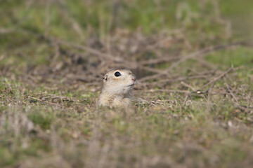 An adult speckled ground squirrel (Spermophilus suslicus) is photographed close-up near its burrow.