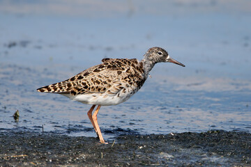 The ruff (Calidris pugnax) in unusual plumage was photographed resting on the shore of an estuary.