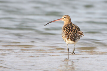 An adult Eurasian curlew (Numenius arquata) is photographed from a rear angle looking at the camera.