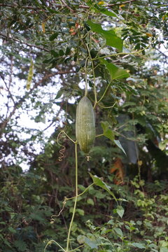 Wild pointed gourd fruit hanging from climbing vine in rural woodland