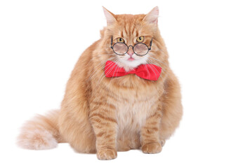 Obraz premium PNG studio portrait of a fluffy ginger cat wearing glasses and a red bow tie, sitting on white background, humorous stylish pet concept for ads, lifestyle projects, social media, and commercial use.