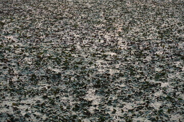 Dense water chestnut, floating aquatic plants on pond surface