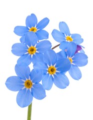 Obraz premium Close-up of delicate blue flowers with yellow centers and white background