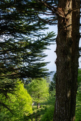 Obraz premium A peaceful natural scene filled with lush greenery and pure, fresh air. This image captures the calm atmosphere of untouched nature, showcasing vibrant plants, soft natural light, and a sense of tranq