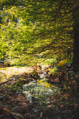 A peaceful natural scene filled with lush greenery and pure, fresh air. This image captures the calm atmosphere of untouched nature, showcasing vibrant plants, soft natural light, and a sense of tranq