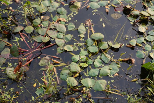Floating aquatic plants and water weeds on still pond surface