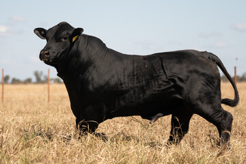 toro negro angus de perfil en pastizal seco bajo cielo claro