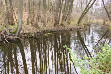 Cybina River Valley, a protected area with lush vegetation and hills, with an autumn view covered with fallen leaves