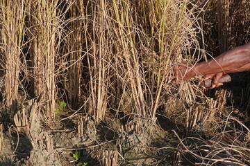 Farmer hand in harvested rice stubble field