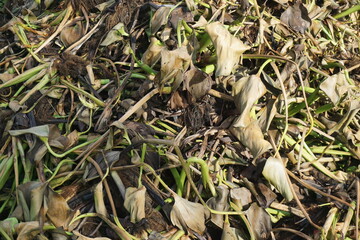 the pile of water hyacinth that has been removed from the water looks wilted and dry the color is dull brown and yellow and the roots are dry, the plant is dead, giving the impression of biomass waste