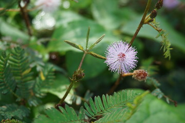 Mimosa pudica flowers with a round shape like a light purple pom-pom. Focus the photo on one flower that is in full bloom, with a slightly blurred background of leaves so that the flower stands out
