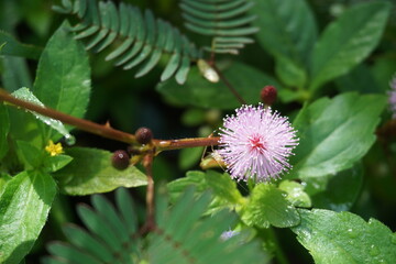 Mimosa pudica flowers with a round shape like a light purple pom-pom. Focus the photo on one flower that is in full bloom, with a slightly blurred background of leaves so that the flower stands out
