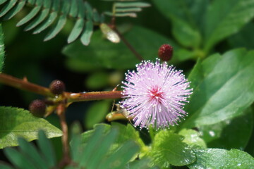 Mimosa pudica flowers with a round shape like a light purple pom-pom. Focus the photo on one flower that is in full bloom, with a slightly blurred background of leaves so that the flower stands out
