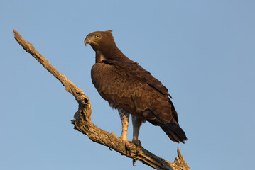 Martial Eagle (Polemaetus bellicosus) perched on a branch. Taken in Kruger National Park, South Africa.