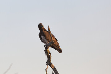 Martial Eagle (Polemaetus bellicosus) perched on a branch. Taken in Kruger National Park, South Africa.