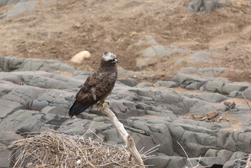 Martial Eagle (Polemaetus bellicosus) perched on a branch. Taken in Kruger National Park, South Africa.
