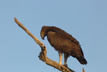 Martial Eagle (Polemaetus bellicosus) perched on a branch. Taken in Kruger National Park, South Africa.