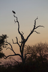 Marabou Stork (Leptoptilos crumenifer) perched in dead tree at sunset. Taken in Kruger National Park, South Africa.