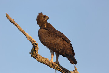 Martial Eagle (Polemaetus bellicosus) perched on a branch. Taken in Kruger National Park, South Africa.