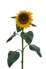 Fototapeta premium Isolated sunflower on white background for summer and agriculture concepts