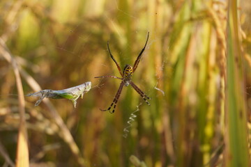 Striped orb‑weaver spider on web hunting grasshopper in paddy field